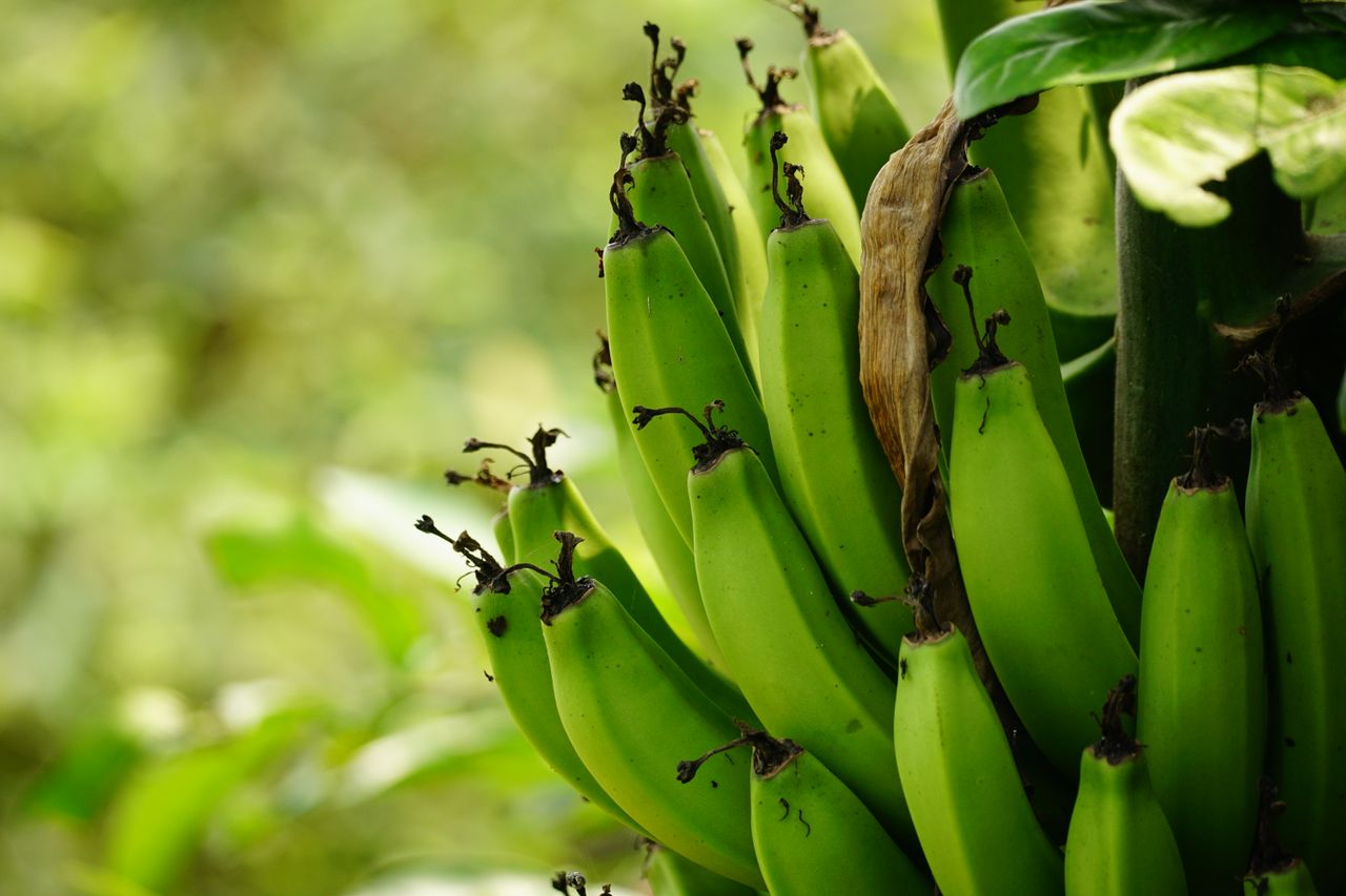 about-us Close-up shot of green bananas growing on a tree, showcasing natural organic beauty.