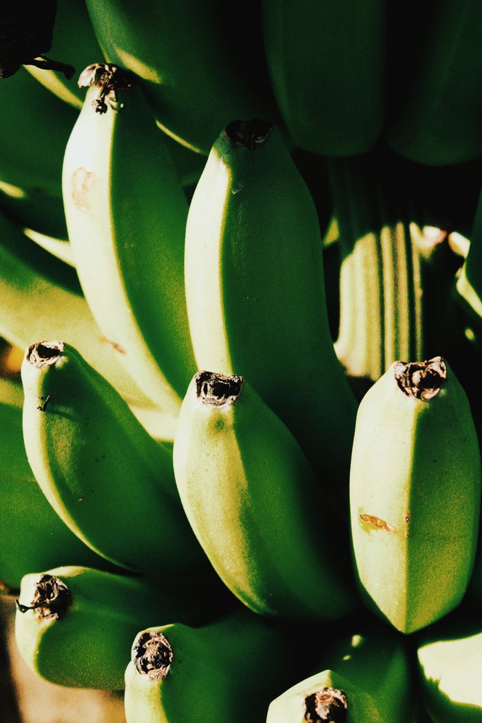 our-story Detailed view of green, unripe bananas hanging from a tree branch in sunlight.